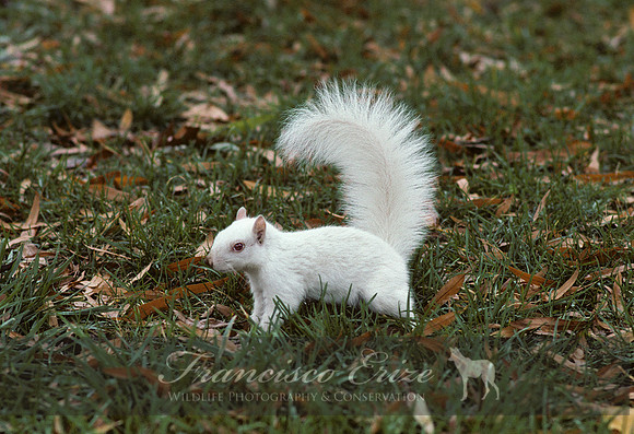 M27 Sciurus carolinensis 2 - EASTERN GRAY SQUIRREL