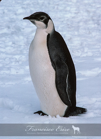 B4 Aptenodytes forsteri - EMPEROR PENGUIN