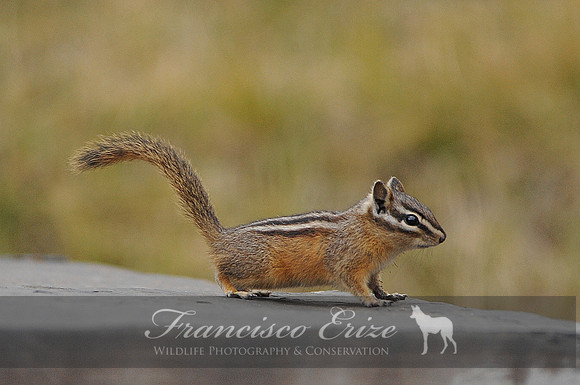 M27 Tamias striatus - LEAST CHIPMUNK