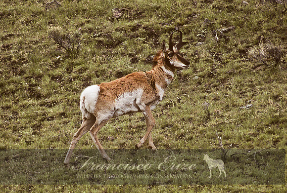 M23 Antilocapra americana 1- PRONGHORN ANTELOPE