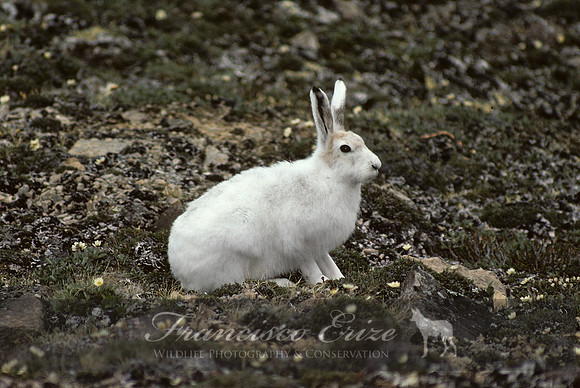 M30 Lepus arcticus - ARCTIC HARE 2