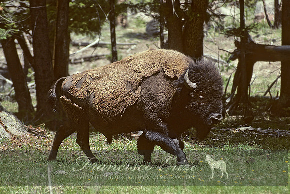 M22 Bison bison - AMERICAN BISON 5