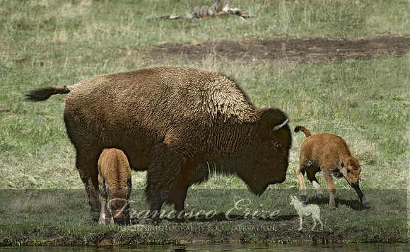 M22 Bison bison - AMERICAN BISON 3