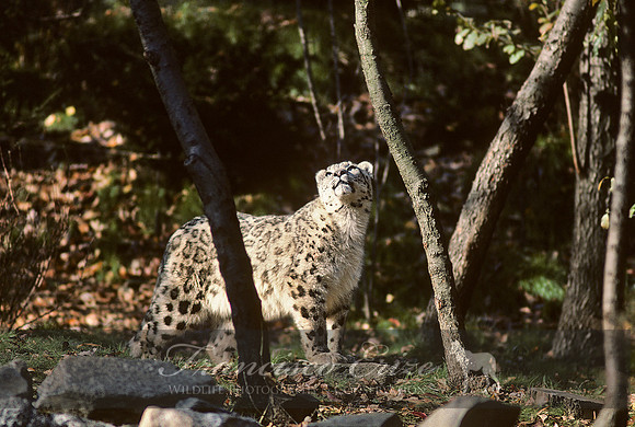 M10 Panthera uncia - SNOW LEOPARD 3