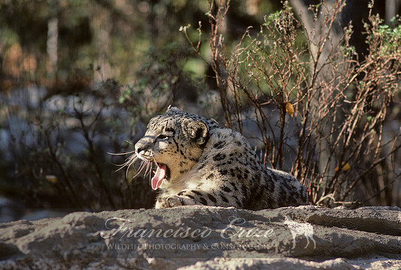 M10 Panthera uncia - SNOW LEOPARD 4