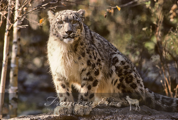 M10 Panthera uncia - SNOW LEOPARD 5