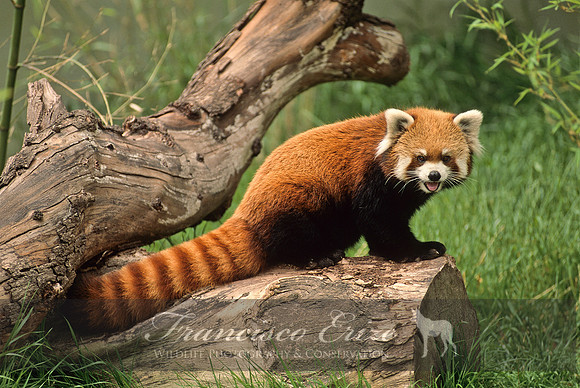 M11 Ailurus fulgens - LESSER PANDA 1