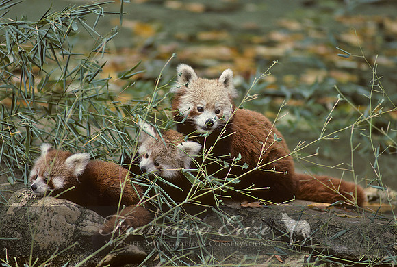 M11 Ailurus fulgens - RED PANDA 2