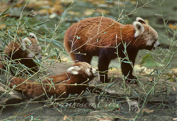 M10 Ailurus fulgens - RED PANDA 3