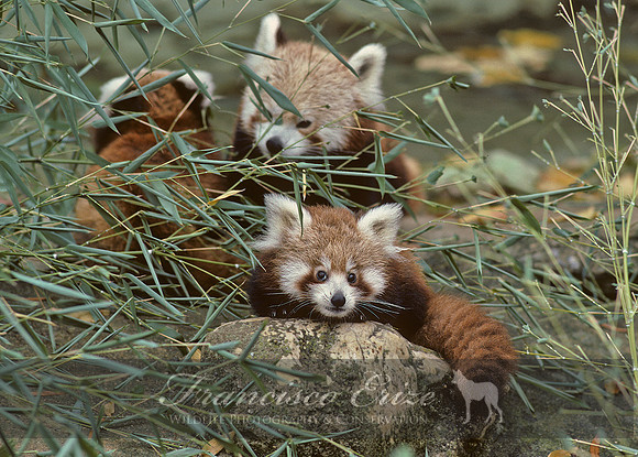 M11 Ailurus fulgens - RED PANDA 4