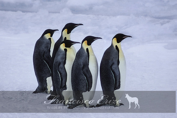 B4 Aptenodytes forsteri - EMPEROR PENGUIN