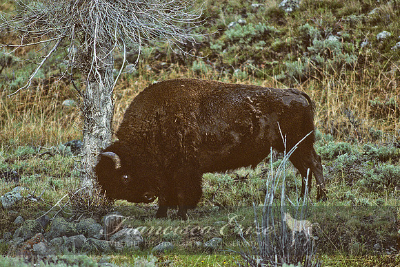 M22 Bison bison - AMERICAN BISON 8