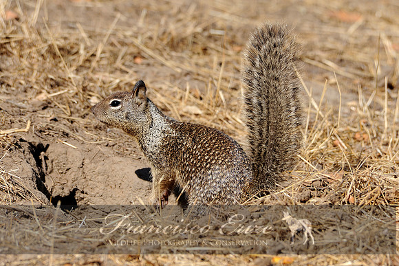 M27 Spermophilus beecheryi - CALIFORNIAN GROUND-SQUIRREL
