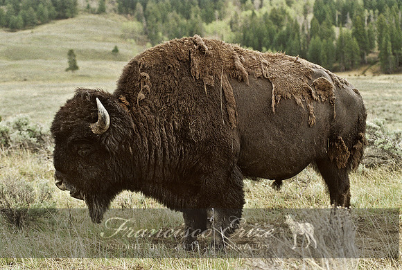 M22 Bison bison - AMERICAN BISON 6