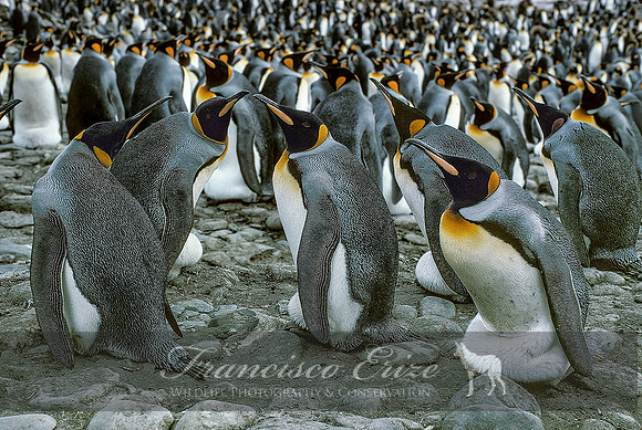 B4 Aptenodytes patagonica - KING PENGUIN