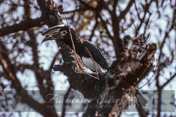 B60A Bycanistes bucinator - TRUMPETER HORNBILL