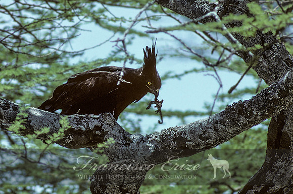 B20 Lophaetus occiipitalis - LONG-CRESTED EAGLE