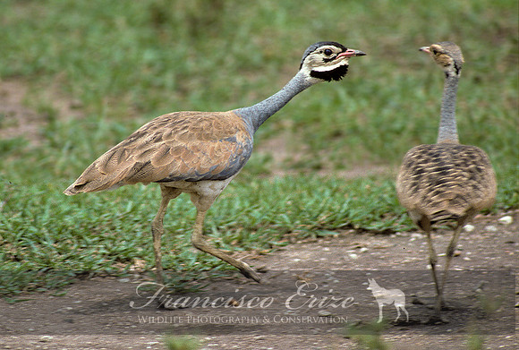 B24B Eupodotis senegalensis - WHITE-BELLIED BUSTARD