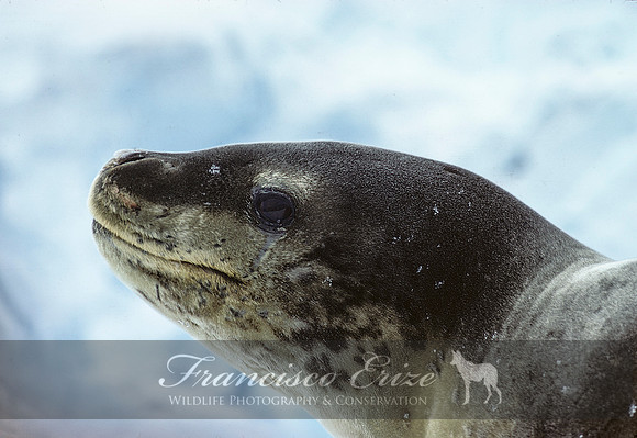M15  Hydrurga leptonyx - LEOPARD SEAL 6
