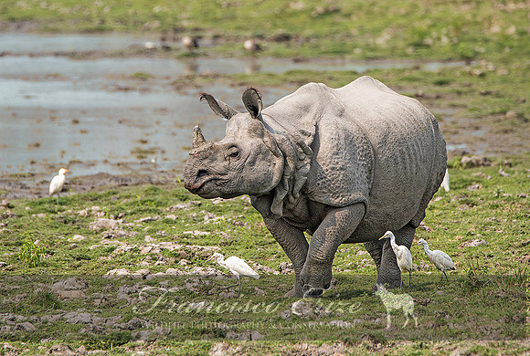 M17 Rhinoceros unicornis - GREATER ONE-HORNED RHINOCEROS 3