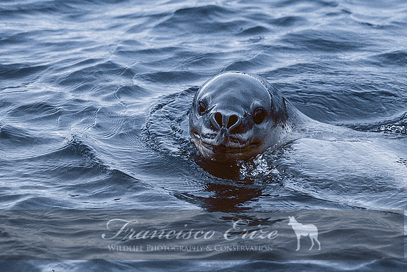 M15 Hydrurga leptonyx - LEOPARD SEAL 11