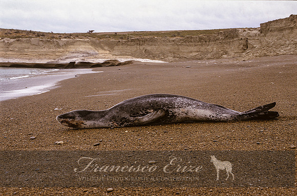 M15 Hydrurga leptonyx - LEOPARD SEAL 16