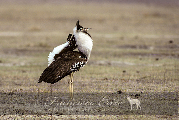 B24B Ardeotis kori - KORI BUSTARD