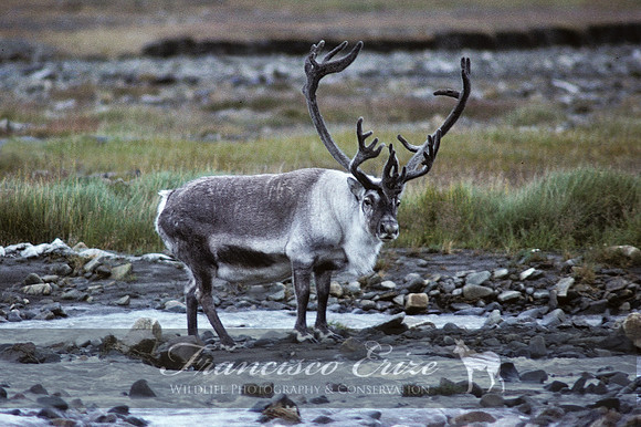 M21 Rangifer tarandus - CARIBOU (or REINDEER) 2