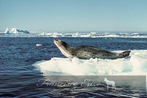 M15 Hydrurga leptonyx - LEOPARD SEAL 2