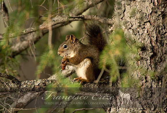 M27 Tamiasciurus hudsonicus - AMERICAN RED SQUIRREL