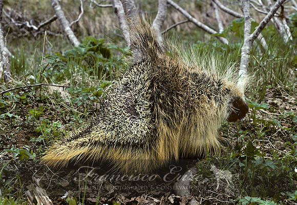 M29 Erethizon dorsatum - NORTH AMERICAN PORCUPINE