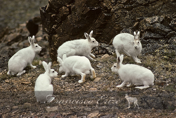 M30 Lepus arcticus - ARCTIC HARE