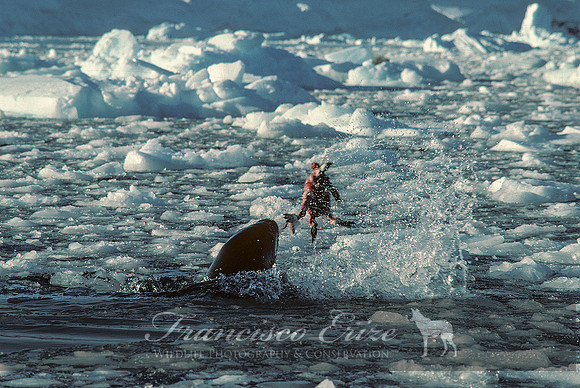 M15 Hydrurga leptonyx - LEOPARD SEAL 15
