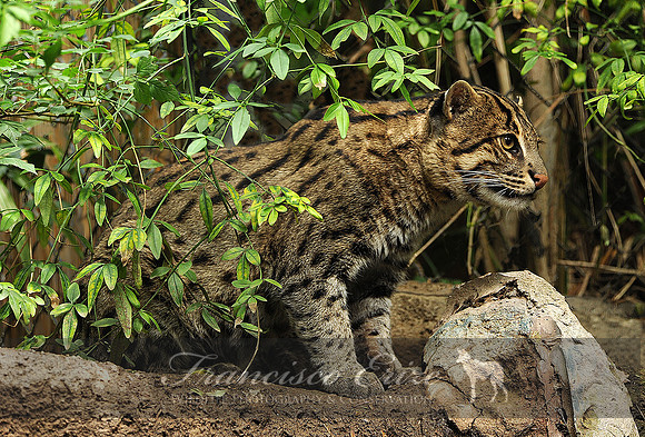 M10 Priolainurus viverrinus FISHING CAT