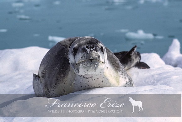 M15 Hydrurga leptonyx - LEOPARD SEAL 8