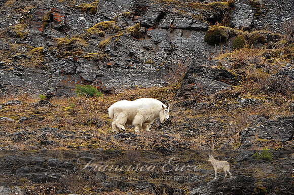 M24 Oramnus americanus - ROCKY MOUNTAINS GOAT