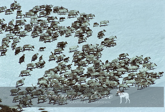 M21 Rangifer tarandus - CARIBOU (or REINDEER) 1
