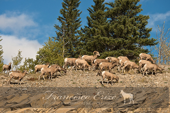 M24 Ovis canadensis - BIGHORN SHEEP 1