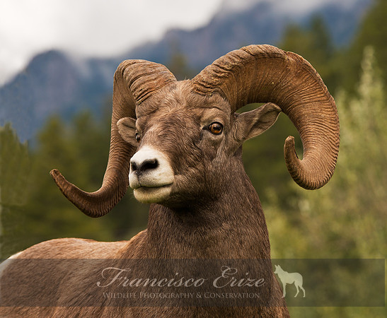 M24 Ovis canadensis - BIGHORN SHEEP 5