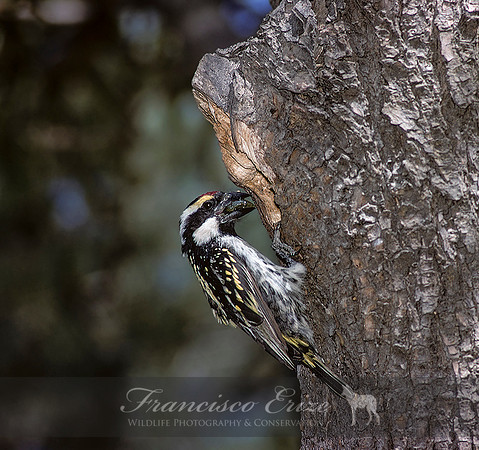 B59 Tricholaema leucomelas ACACIA PIED BARBET