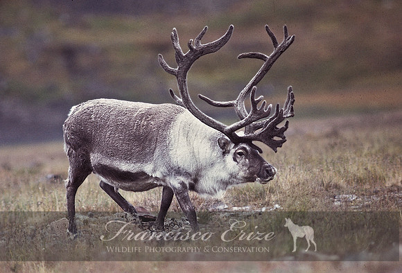 M21 Rangifer tarandus - CARIBOU (or REINDEER) 3