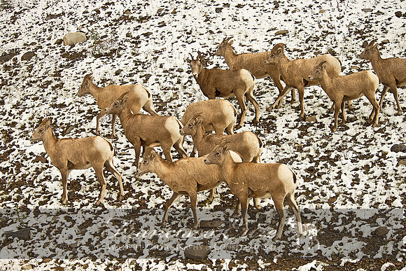 M24 Ovis canadensis - BIGHORN SHEEP 2