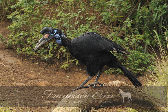 B60B Bucorvus abyssinicus - ABYSSINIAN GROUND HORNBILL