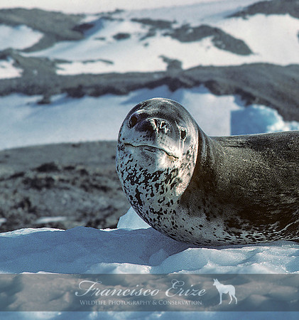 M15 Hydrurga leptonyx - LEOPARD SEAL 7