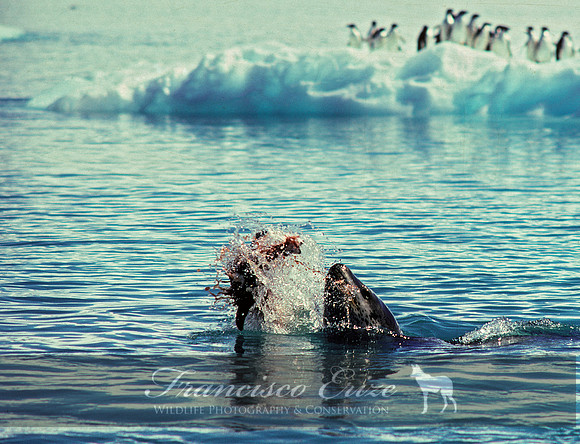 M15 Hydrurga leptonyx - LEOPARD SEAL 14