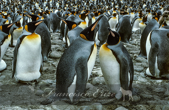 B4 Aptenodytes patagonica -KING PENGUIN