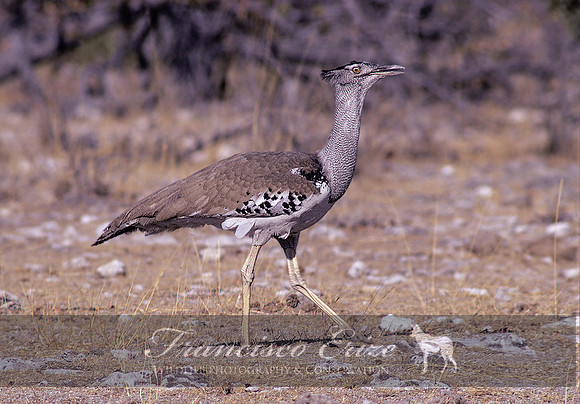 B24B Ardeotis kori - KORI BUSTARD