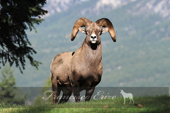M24 Ovis canadensis - BIGHORN SHEEP 4