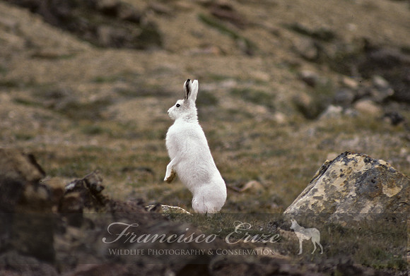 M30 Lepus arcticus - ARCTIC HARE 3