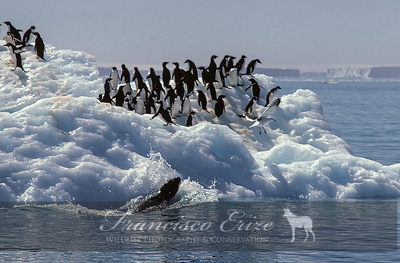 M15 Hydrurga leptonyx - LEOPARD SEAL 9
